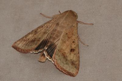 <i>Helicoverpa armigera</i>