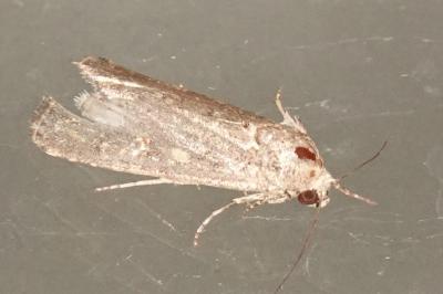 <i>Spodoptera exigua</i>