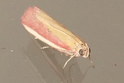 <i>Oncocera semirubella</i>