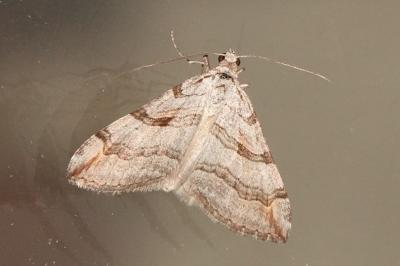 <i>Aplocera</i>
