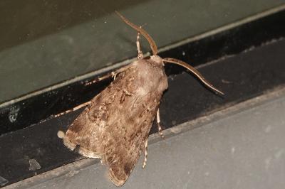 <i>Agrotis bigramma</i>