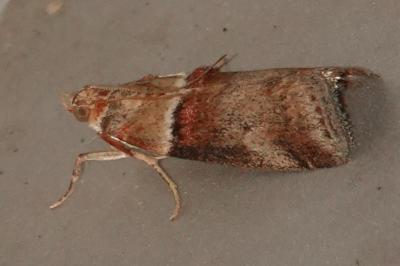 <i>Acrobasis tumidana</i>