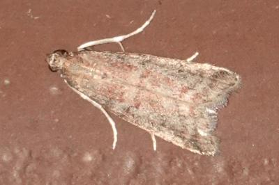 <i>Phycitodes</i>