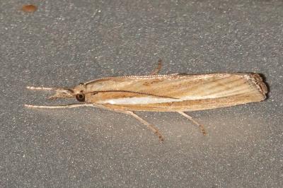 <i>Agriphila tristella</i>