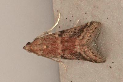 <i>Acrobasis marmorea</i>