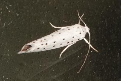 <i>Yponomeuta</i>