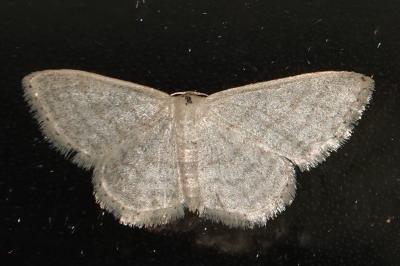 <i>Idaea subsericeata</i>