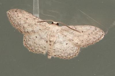 <i>Idaea seriata</i>