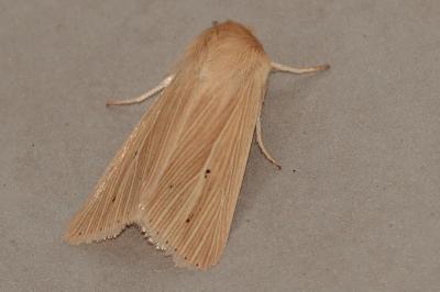 <i>Mythimna pallens</i>