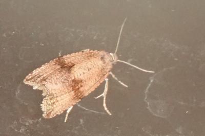 <i>Celypha striana</i>