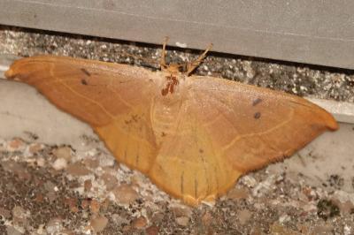 <i>Watsonalla binaria</i>