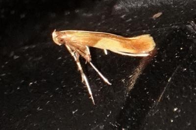 <i>Caloptilia alchimiella/robustella</i>