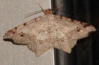 <i>Macaria alternata</i>