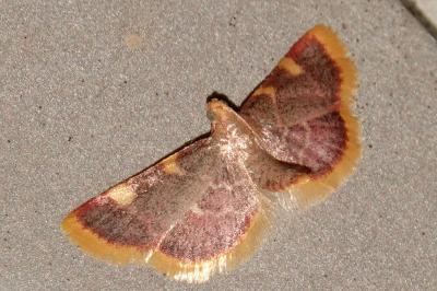 <i>Hypsopygia costalis</i>