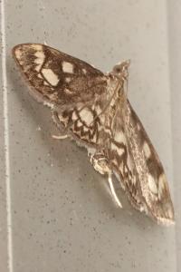 <i>Anania coronata</i>
