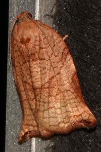 <i>Archips podana</i>