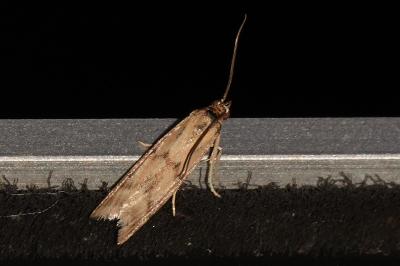 <i>Homoeosoma sinuella</i>