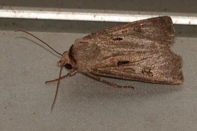 <i>Agrotis exclamationis</i>