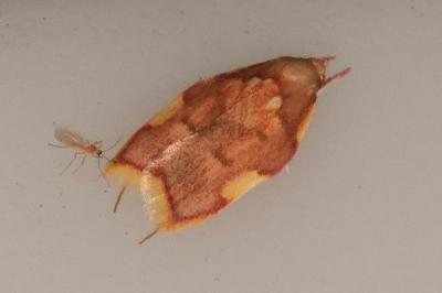 <i>Carcina quercana</i>