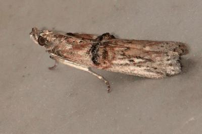<i>Nephopterix angustella</i>