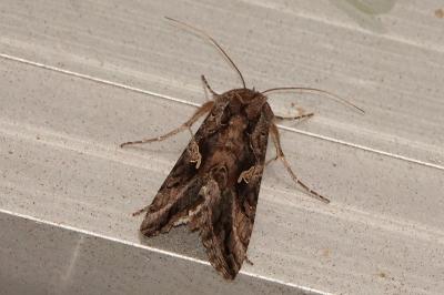 <i>Autographa gamma</i>