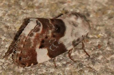 <i>Acontia lucida</i>