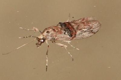 <i>Nephopterix angustella</i>