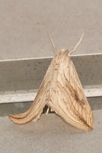 <i>Evergestis forficalis</i>