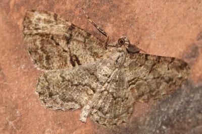 <i>Peribatodes rhomboidaria</i>