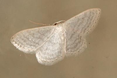 <i>Idaea subsericeata</i>