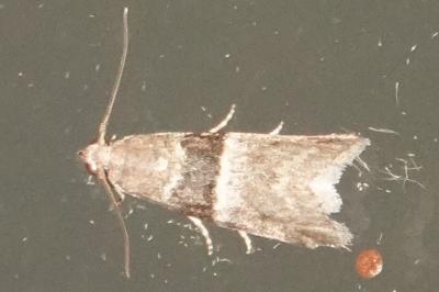<i>Elegia atrifasciella</i>