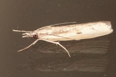 <i>Agriphila inquinatella</i>