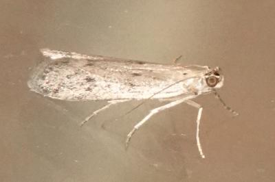 <i>Phycitodes</i>