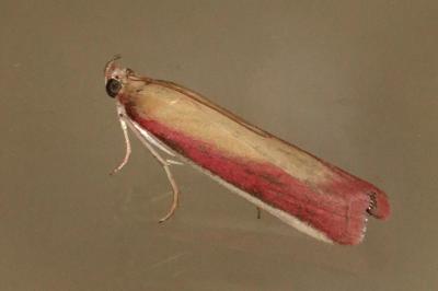 <i>Oncocera semirubella</i>