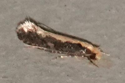 <i>Monopis crocicapitella</i>