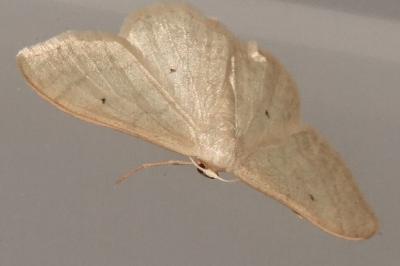 <i>Idaea straminata</i>