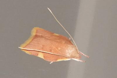 <i>Carcina quercana</i>