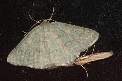<i>Pseudoterpna pruinata</i>