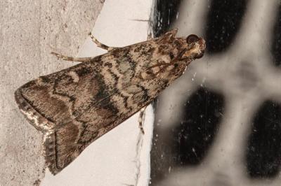 <i>Dioryctria</i>