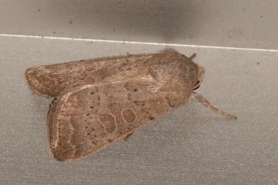 <i>Hoplodrina ambigua</i>