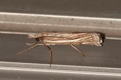 <i>Ancylolomia tentaculella</i>