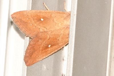 <i>Mythimna albipuncta</i>