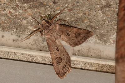 <i>Agrotis bigramma</i>