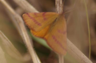 <i>Lythria purpuraria</i>