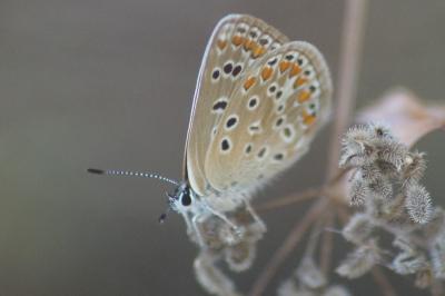 <i>Polyommatus icarus</i>
