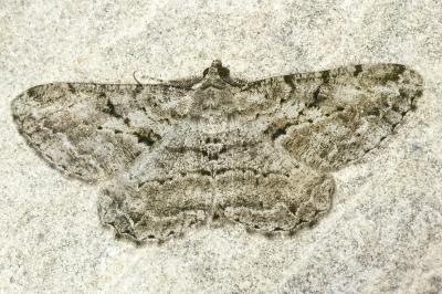 <i>Peribatodes rhomboidaria</i>