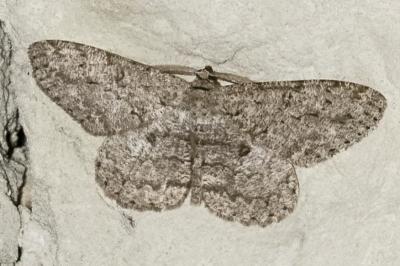 <i>Hypomecis punctinalis</i>