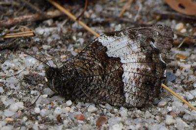 <i>Hipparchia fagi</i>