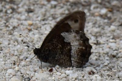 <i>Hipparchia fagi</i>