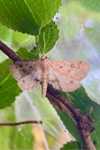 <i>Parapoynx stratiotata</i>